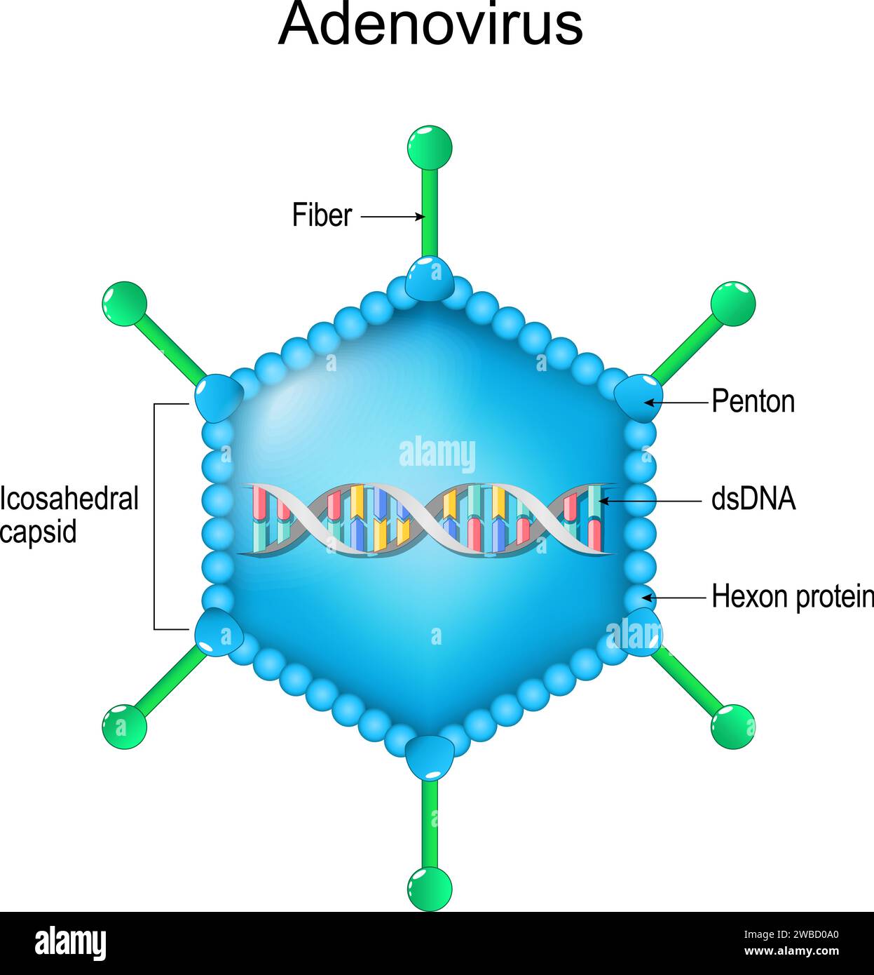 Struttura adenovirus. Primo piano dell'anatomia di un virione. ingrandita della particella virale. Diagramma vettoriale Illustrazione Vettoriale
