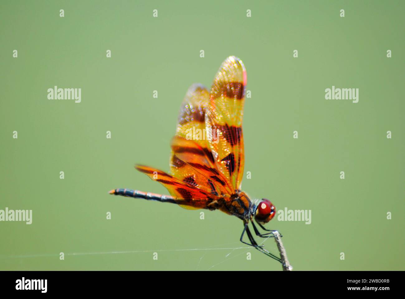 Halloween pennant dragonfly nome scientifico: Celithemis eponina Drury Foto Stock