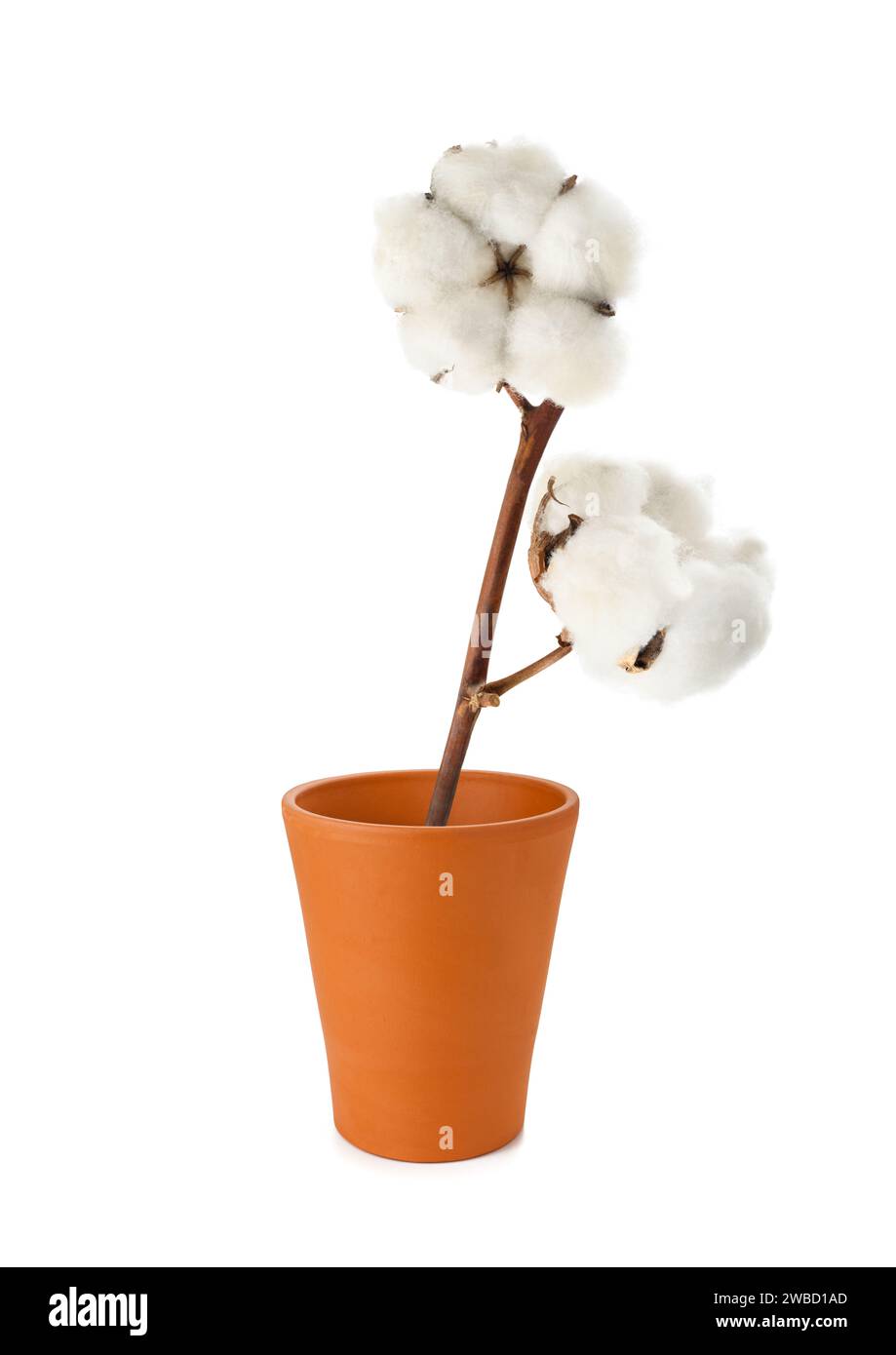 Ramo di cotone con fiori in vaso isolato su sfondo bianco Foto Stock
