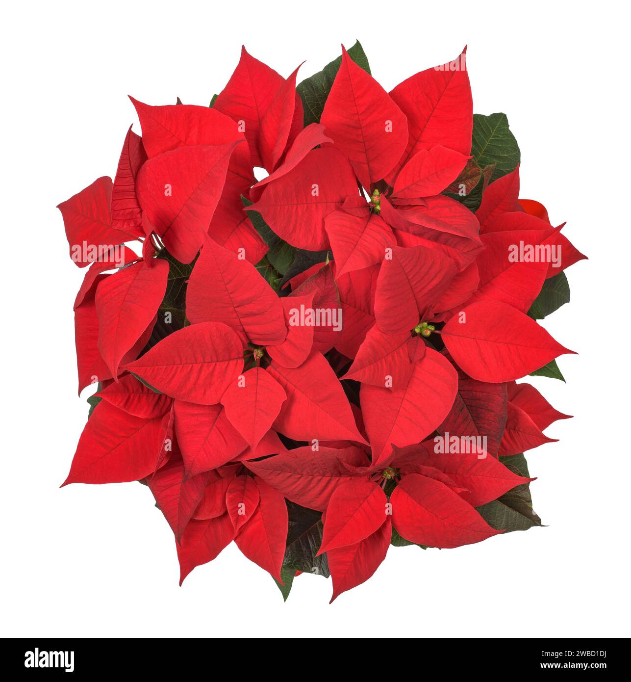 Pianta rossa poinsettia isolata su sfondo bianco Foto Stock
