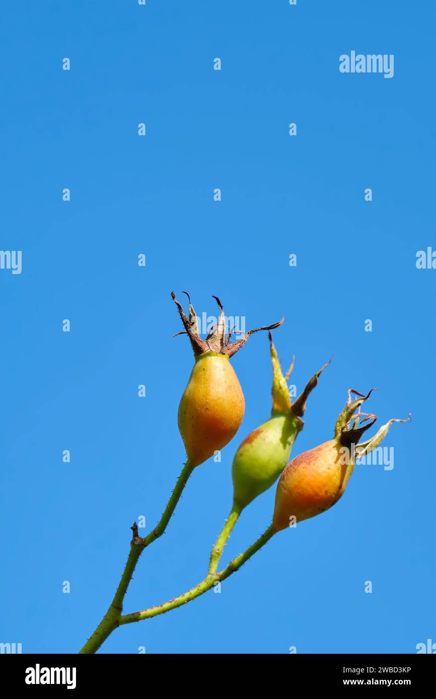 Un ramo con tre rose arancioni e verdi si affaccia su un cielo blu vibrante. Immagine con spazio di copia Foto Stock