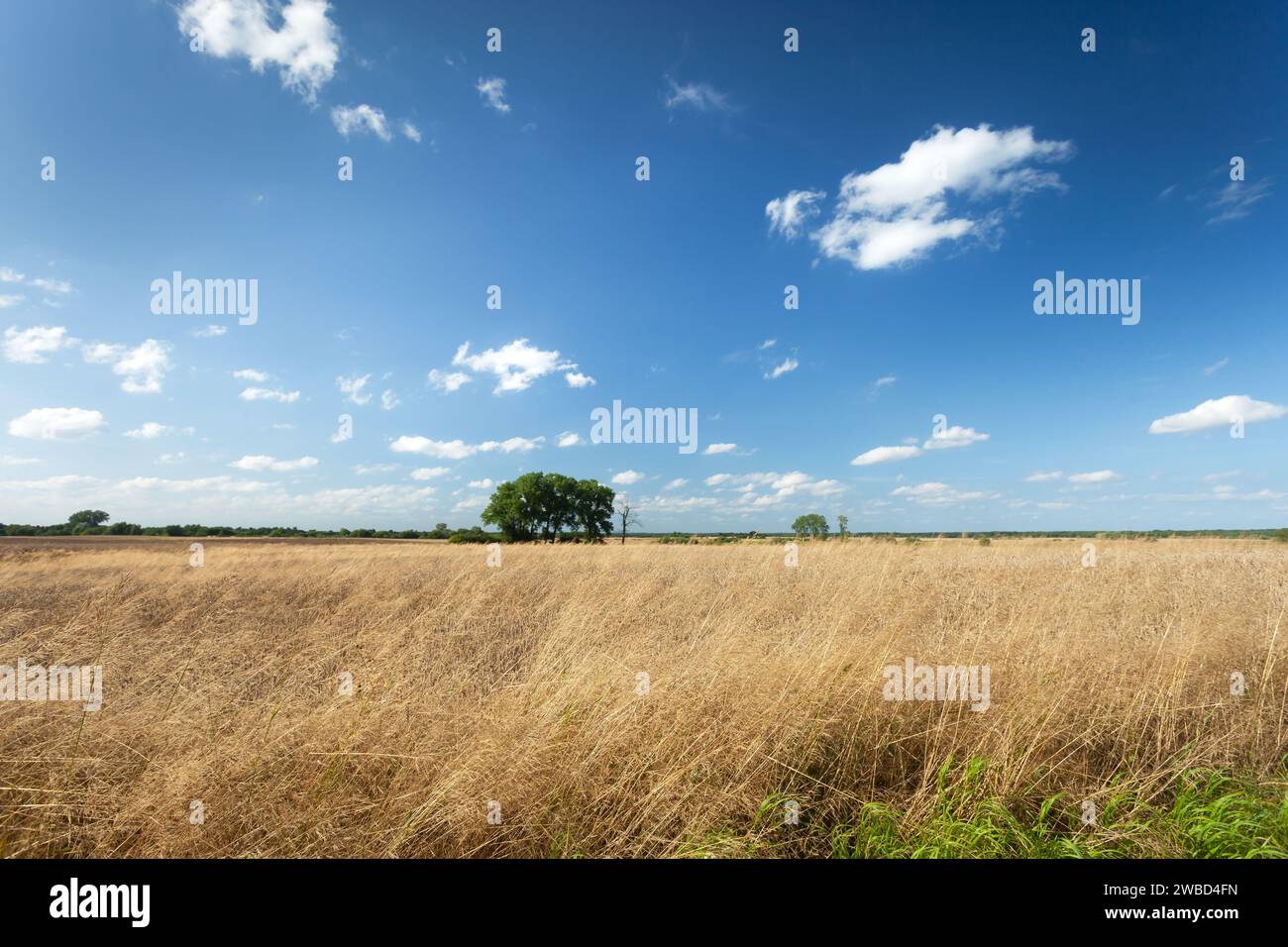Erba secca nel campo e alberi all'orizzonte, giorno di luglio, Polonia orientale Foto Stock