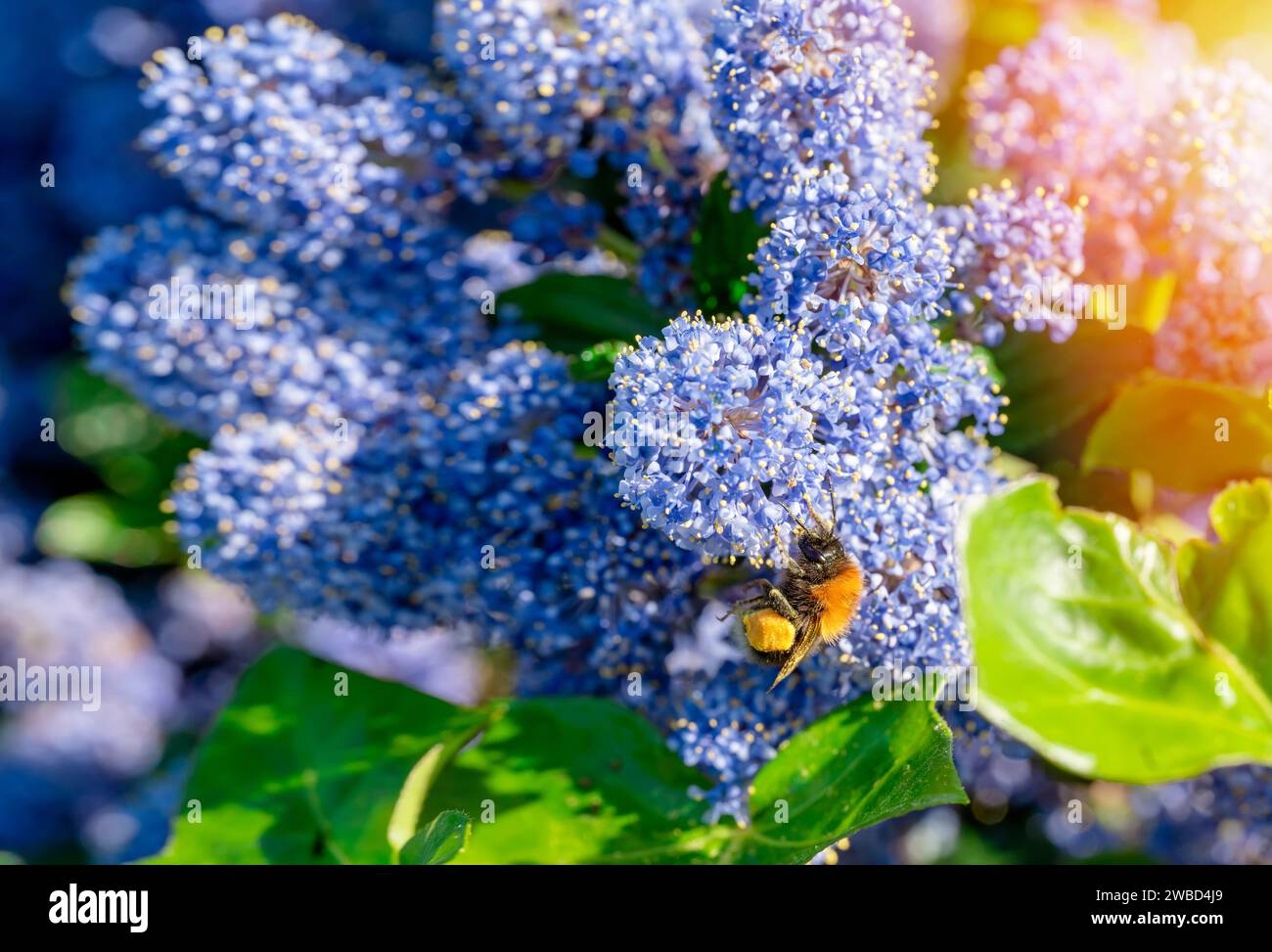 Un Bumblebee che raccoglie polline su un Ceanothus blu nelle soleggiate giornate estive Foto Stock