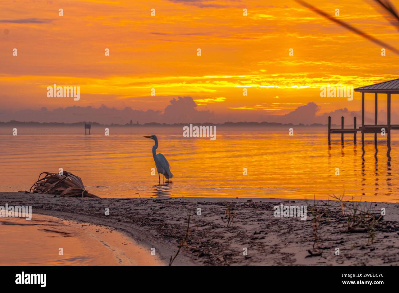 Egret all'alba sulle rive della laguna fluviale indiana, a melbourne, florida Foto Stock