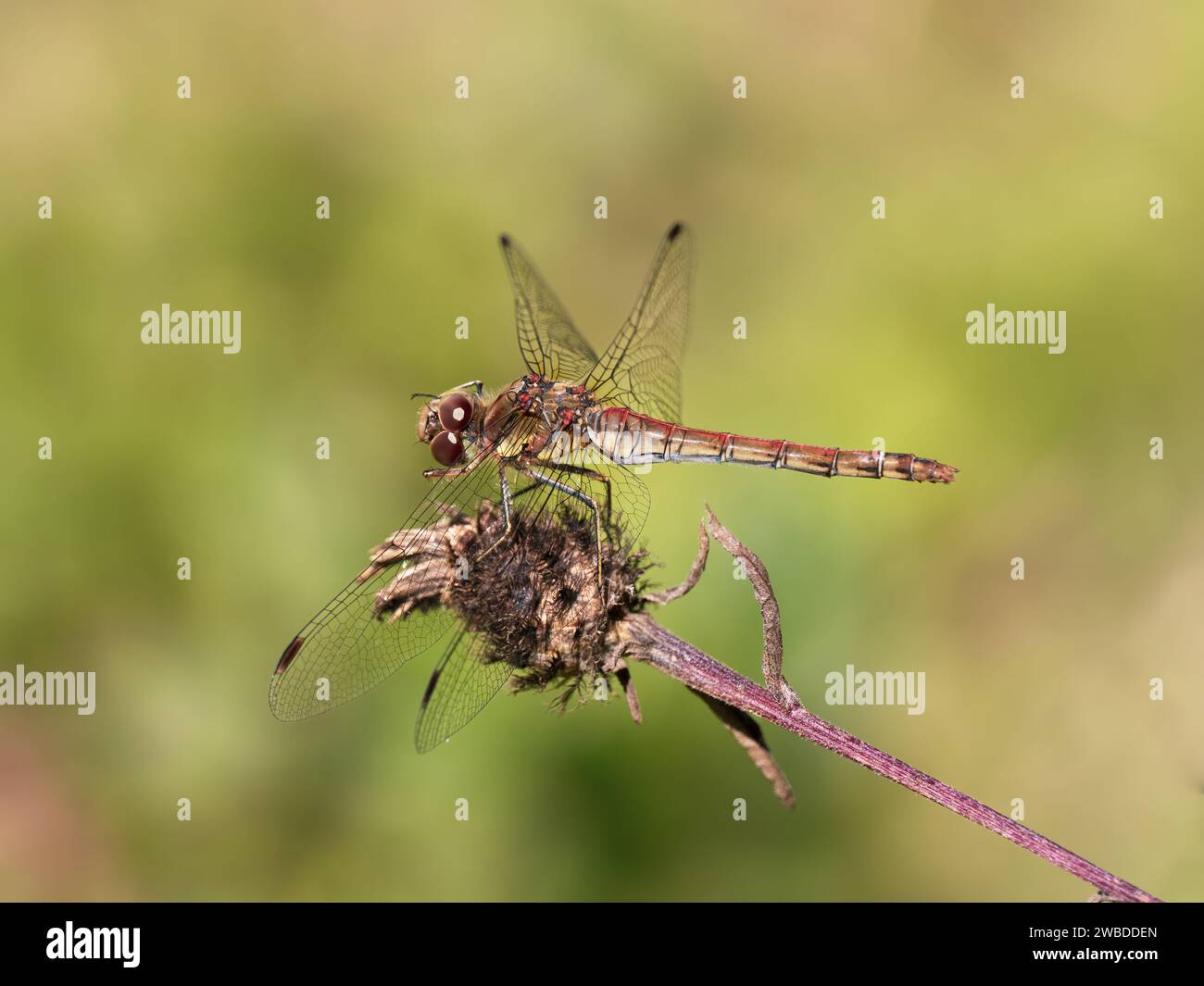 Common Darter Dragonfly che riposa su una pianta Foto Stock