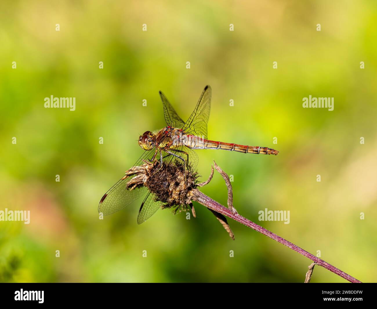 Common Darter Dragonfly che riposa su una pianta Foto Stock
