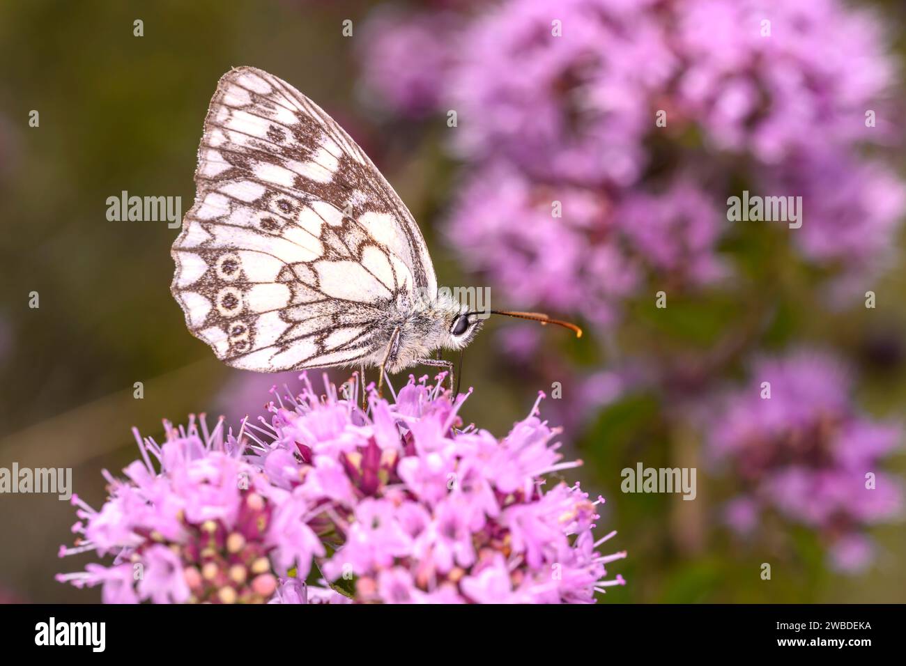 Il bianco marmorizzato - Melanargia galathea succhia nettare con il suo tronco dalla fioritura dell'Origanum vulgare - origano o Marjoram selvatico Foto Stock