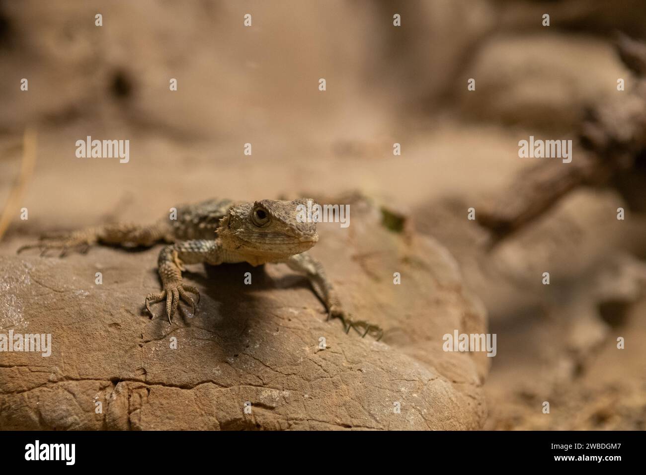 Lizard.. Foto Stock