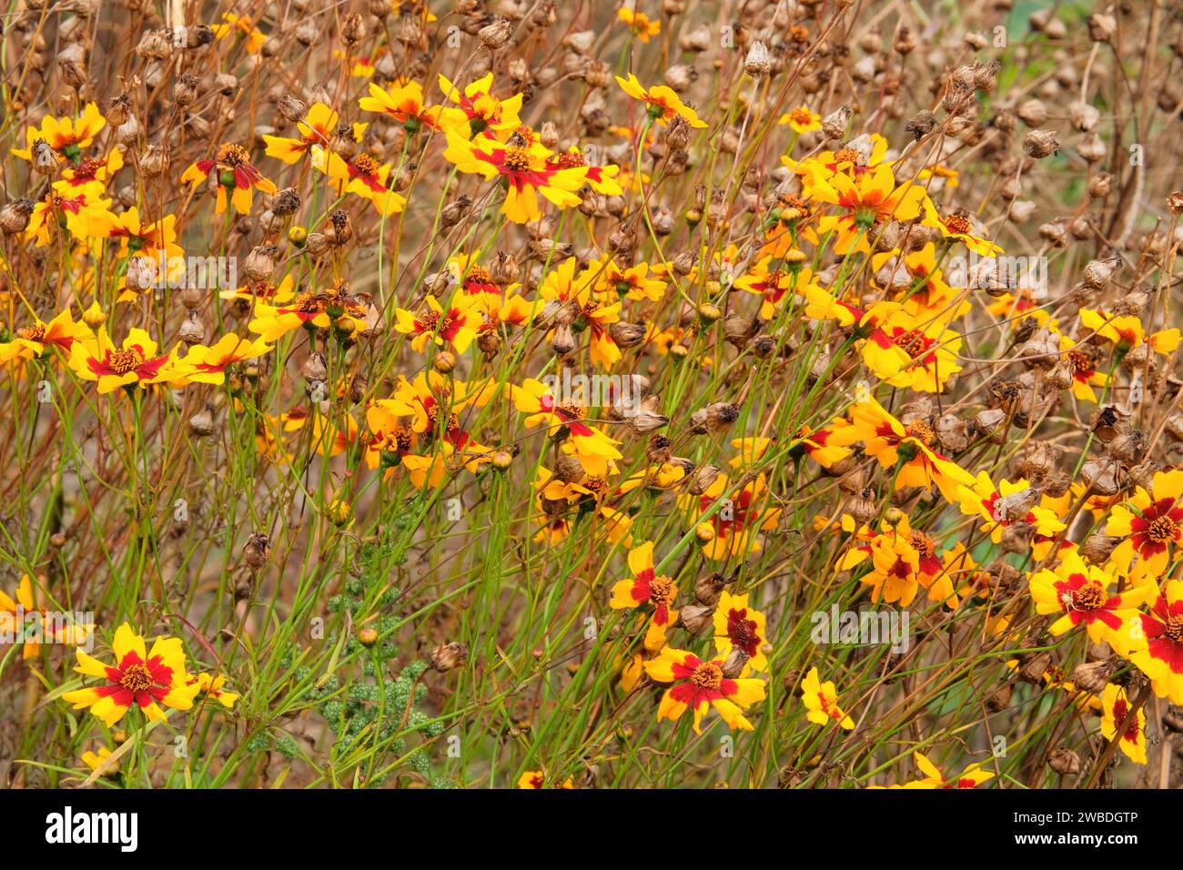 Calliopsis tinctoria. Cottage Garden. Fiori d'arancio in giardino con sfondo effetto sfocato. Agricoltura e raccolta. Foto Stock