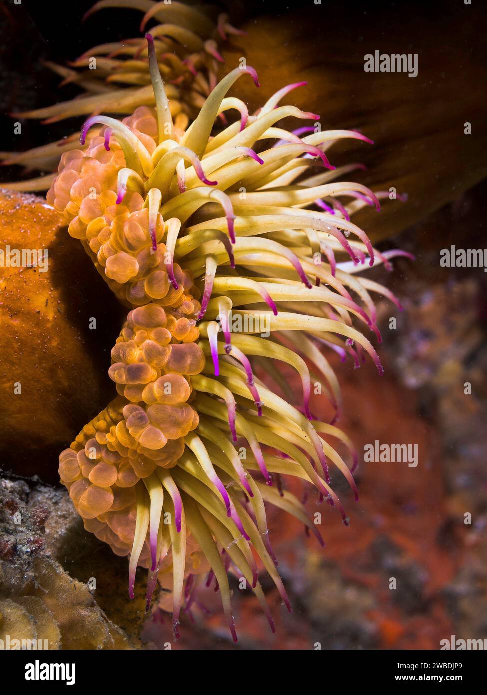 Vista laterale di un falso anemone di prugna sott'acqua (Pseudactinia flagellifera) con corpo arancione e tentakles crema con punte di malva Foto Stock