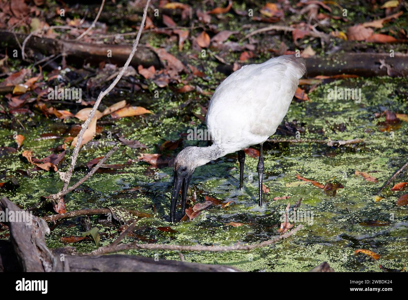 Giovani ibis dalla testa nera che pesca in uno stagno Foto Stock