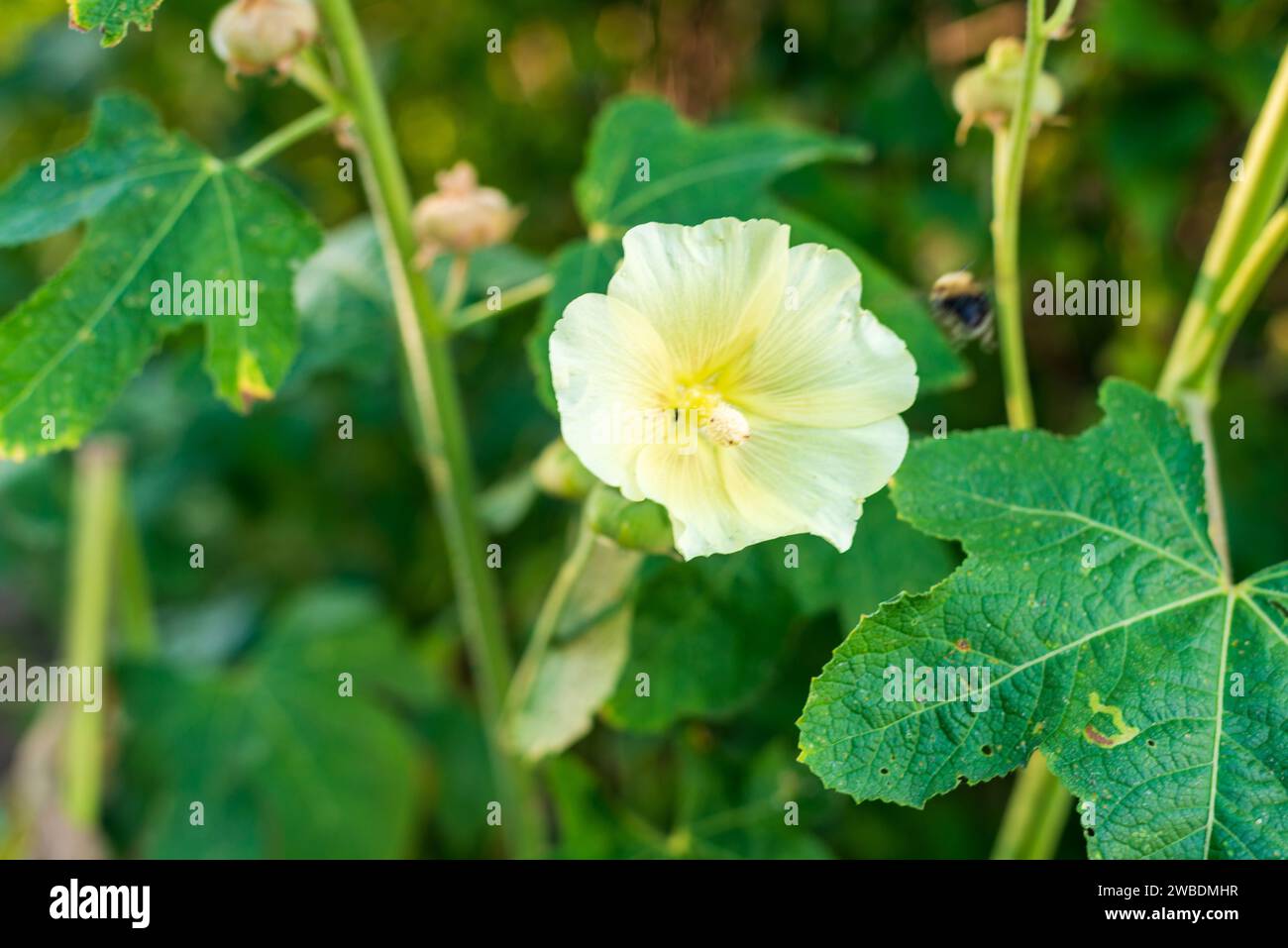 Vista ravvicinata di un fiore Foto Stock