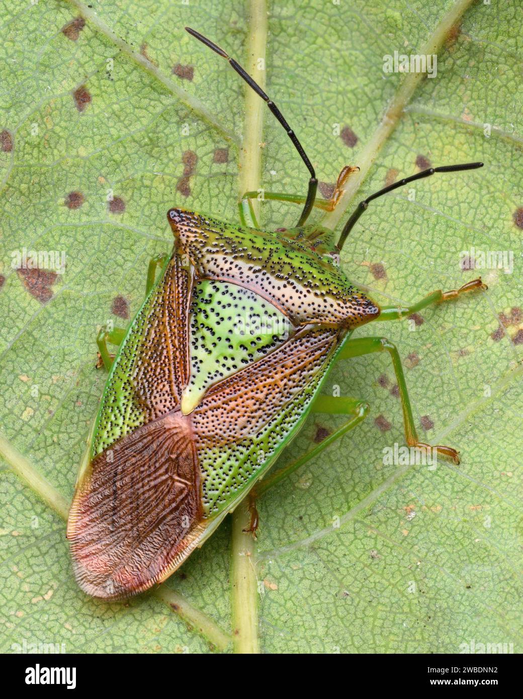 Hawthorn Shieldbug (acantosoma emorroidale) sul lato inferiore della foglia. Tipperary, Irlanda Foto Stock