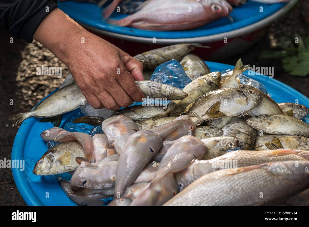 Pesce in vendita in un mercato vietnamita Foto Stock