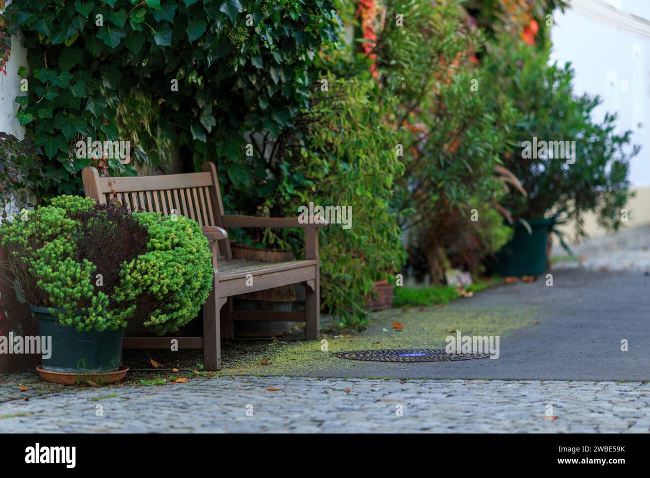 Una bella panchina vuota in un moderno giardino cittadino in europa. Il paesaggio presenta un albero, cespugli, altre piante verdi e pavimentazione. Foto Stock