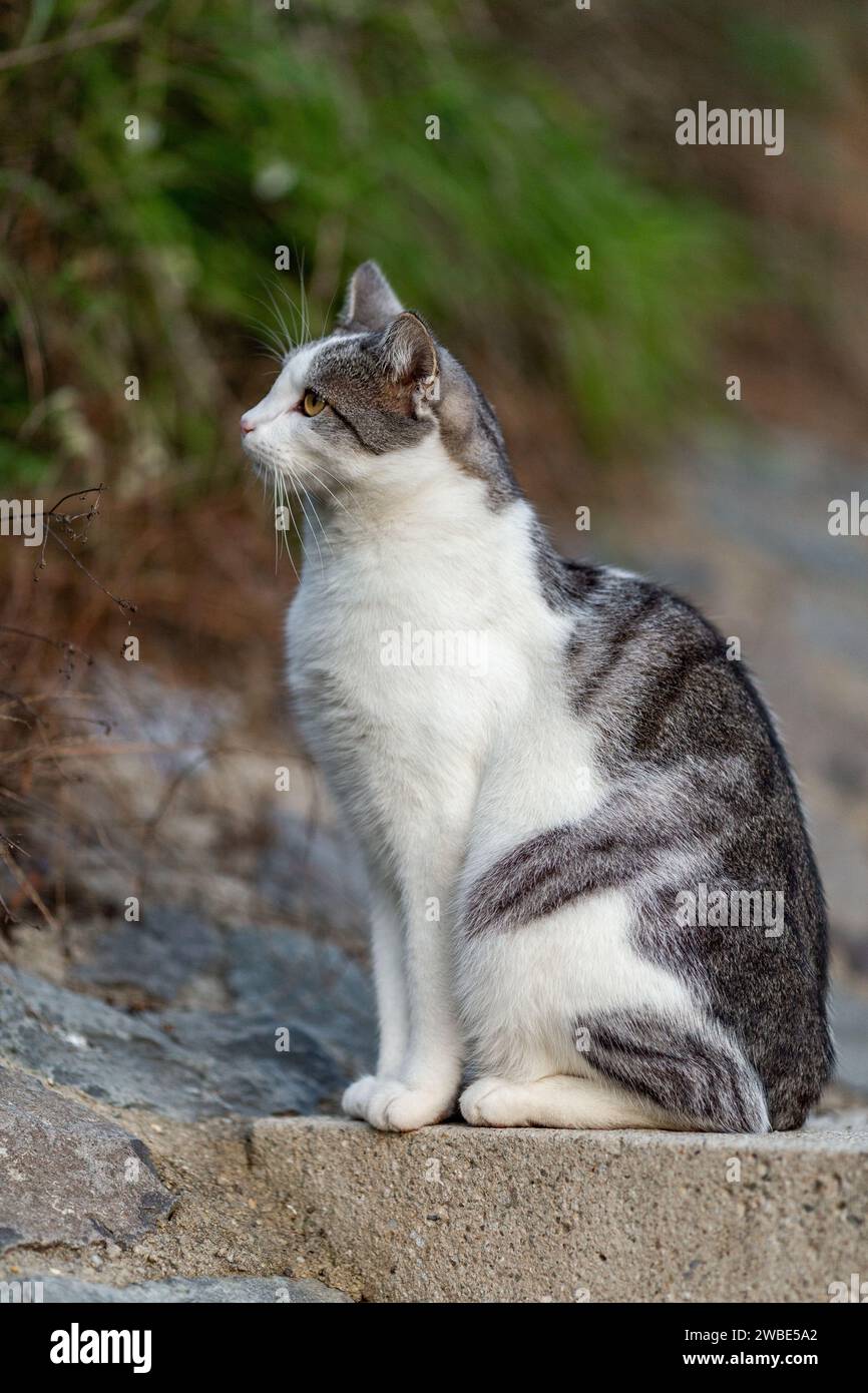 Un bellissimo giovane, adorabile, gatto peloso seduto fuori sul cemento e che mi osserva mentre caccia le prede come un vero predatore Foto Stock