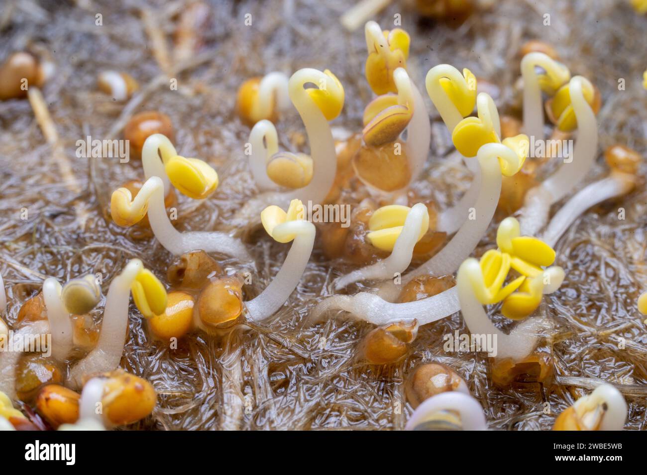 Germogli giovani di cereali per una dieta alimentare cruda per vegetariani. Foto Stock