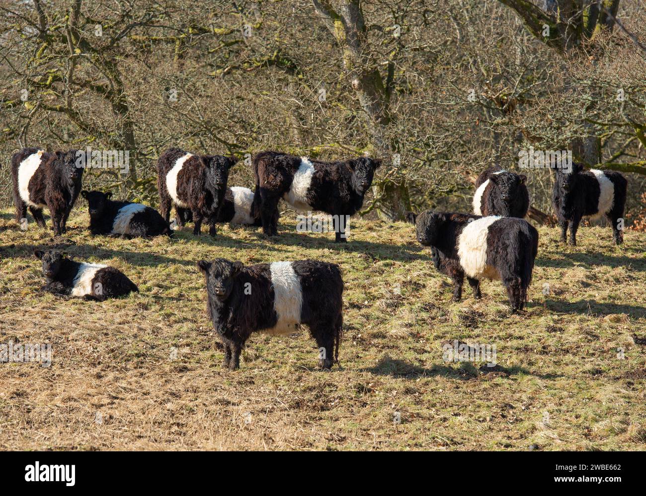 Belted Galloway Cattle, Cumbria, Regno Unito Foto Stock