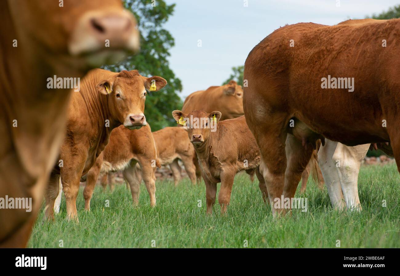 A pedigree Limousin mucche e vitelli, Anglesey, Gwynedd, North Wales, UK. Foto Stock
