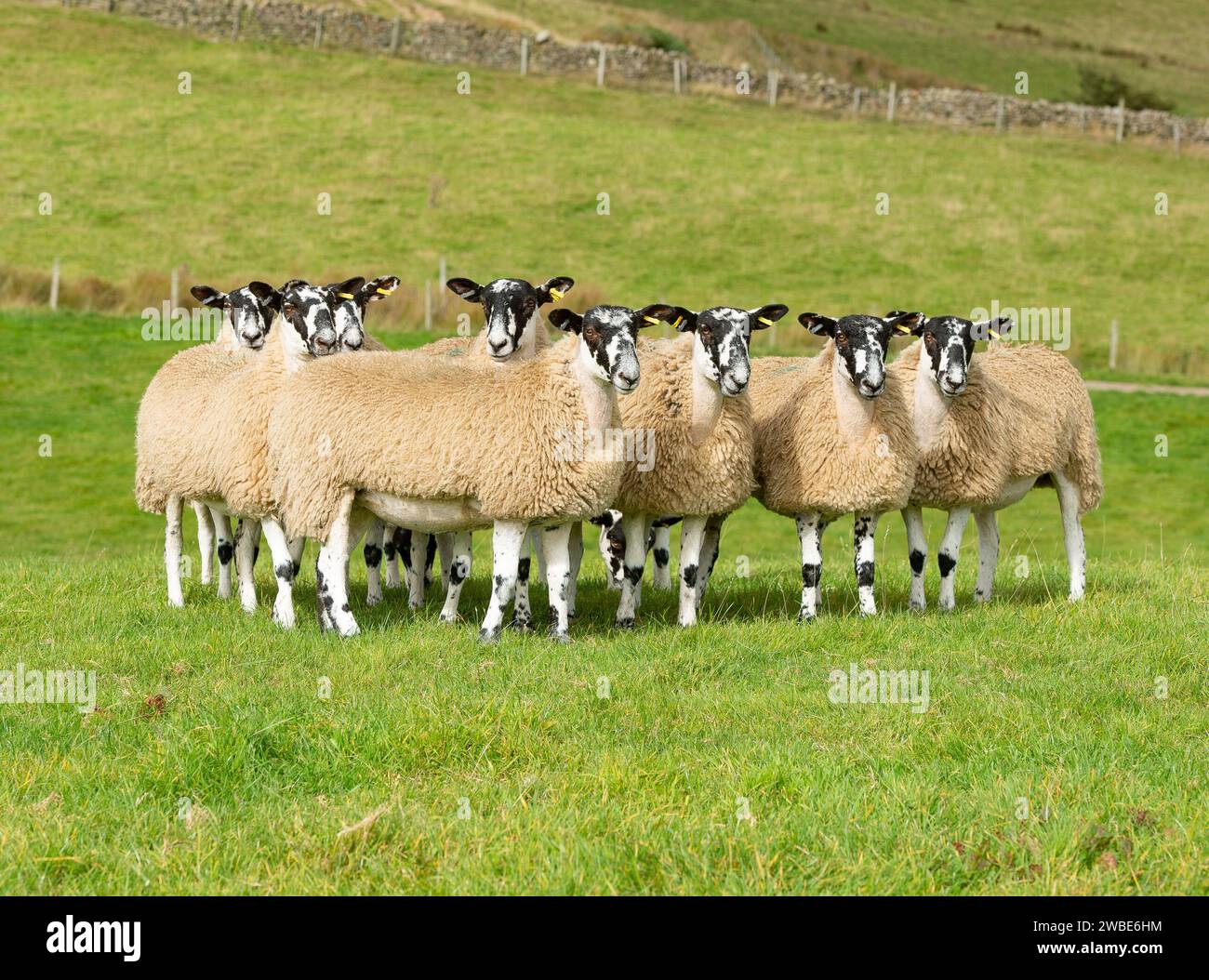 Mule ewes, Chipping, Lancashire, Regno Unito Foto Stock