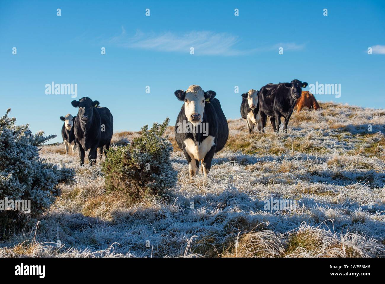 Bovini da manzo in un campo ghiacciato, Cumbria, Regno Unito. Foto Stock