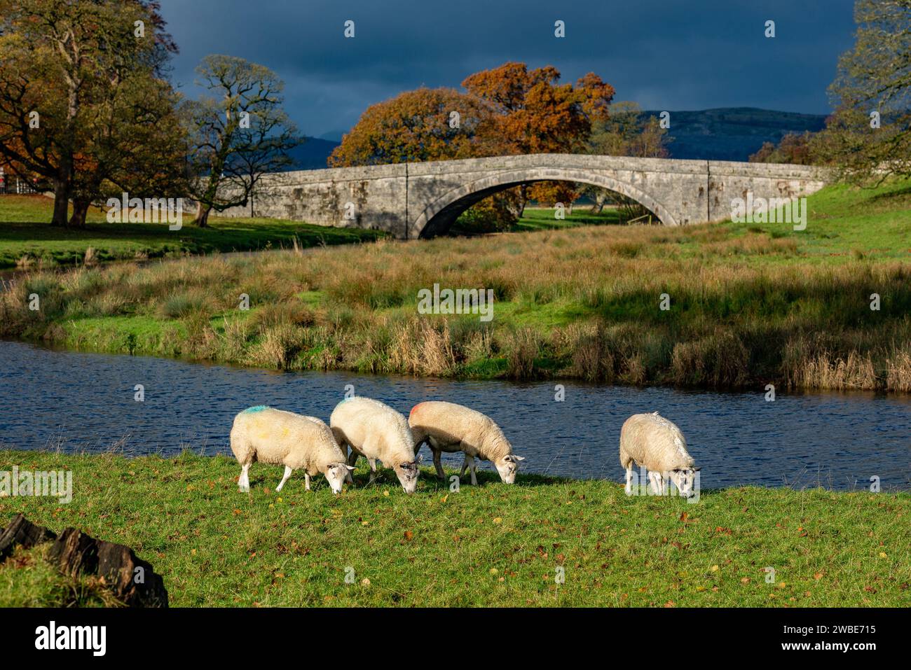 Sheep and Milnthorpe Bridge, Milnthorpe, Cumbria, Regno Unito Foto Stock