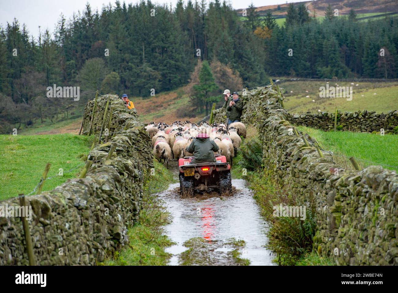 Pecore in movimento, North Yorkshire, Regno Unito Foto Stock