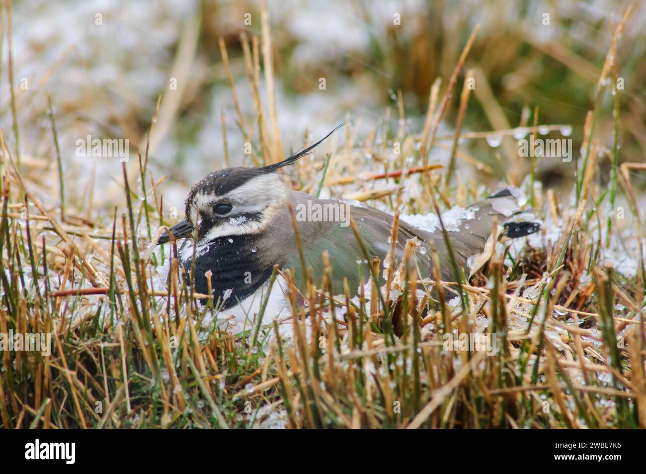 Northern lapwing Vanellus vanellus, seduto sul nido in precipitazioni dopo la nevicata, Teesdale, aprile. Foto Stock