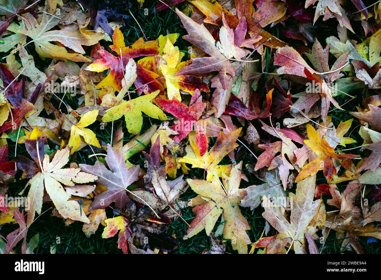 abbondanza, asfalto, autunno, colore foglie autunnali, sfondi, bellezza, bellezza nella natura, luminosità, primo piano, spazio per copiare, sporco, asciutto, ambiente, caduta, f Foto Stock