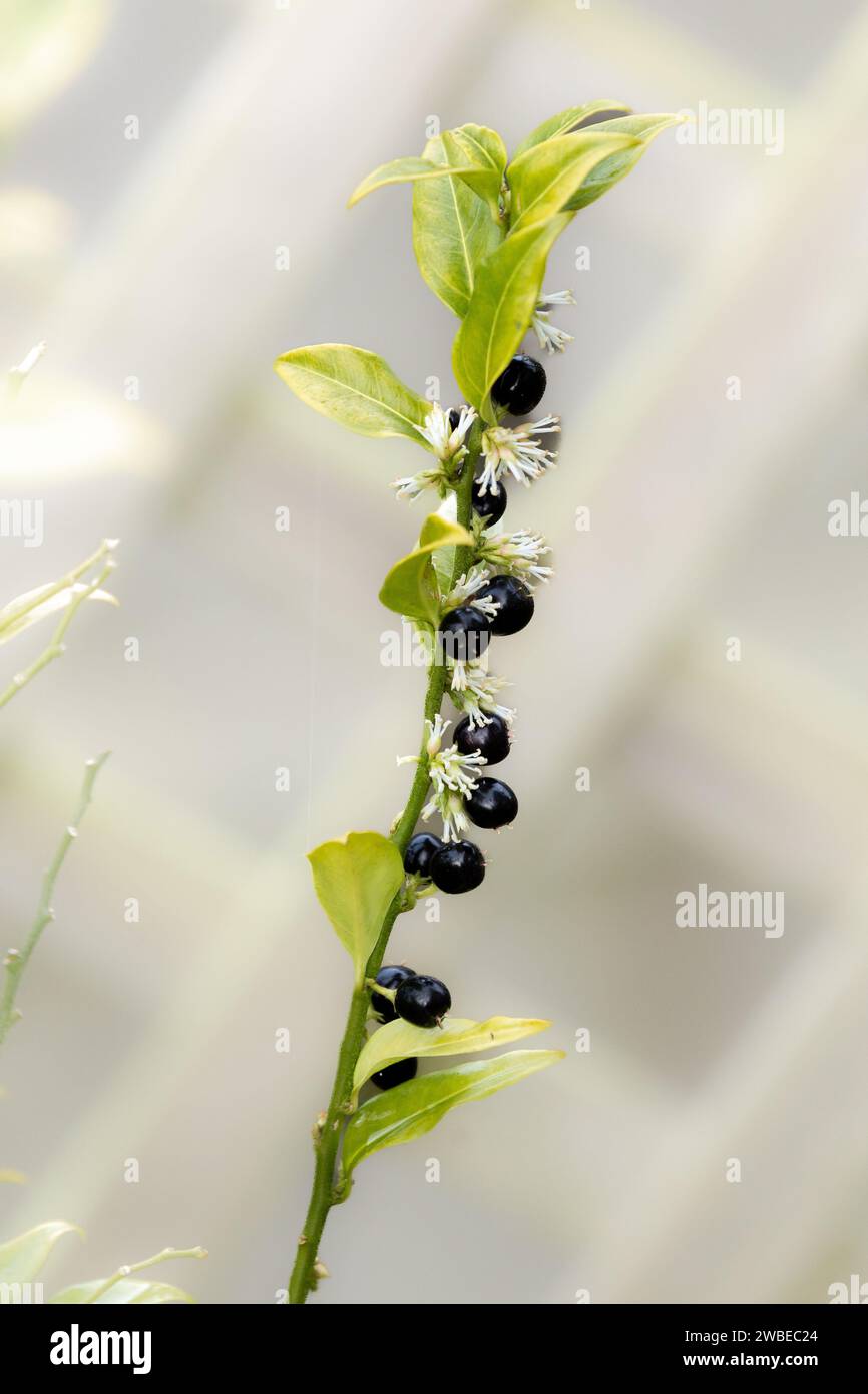 Le bacche e i fiori profumati della pianta Christmas Box in inverno. (Sarcococca confusa - Sweet Box Sarcococca). Arbusto sempreverde fiorito in inverno. Foto Stock