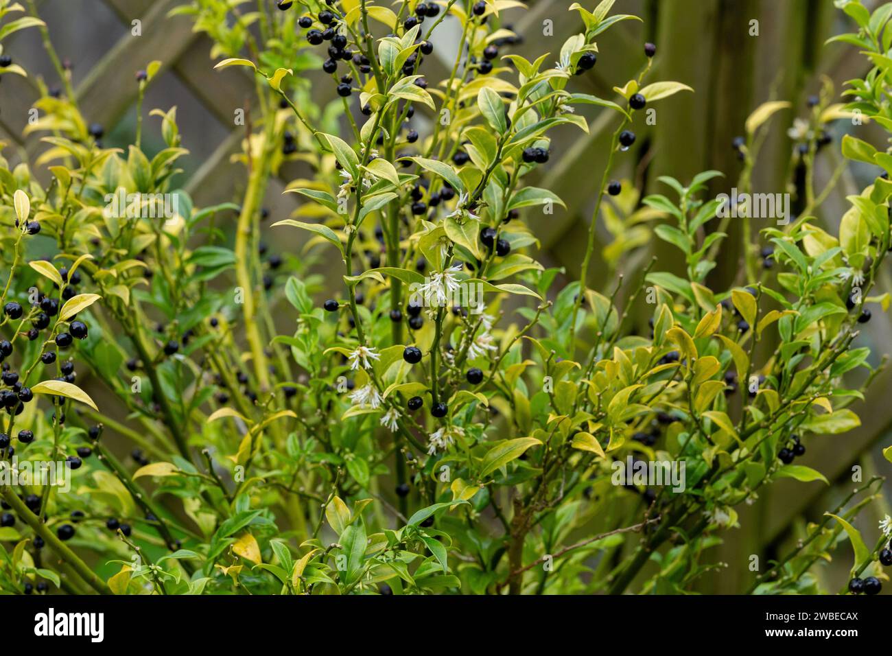 Le bacche e i fiori profumati della pianta Christmas Box in inverno. (Sarcococca confusa - Sweet Box Sarcococca). Arbusto sempreverde fiorito in inverno. Foto Stock
