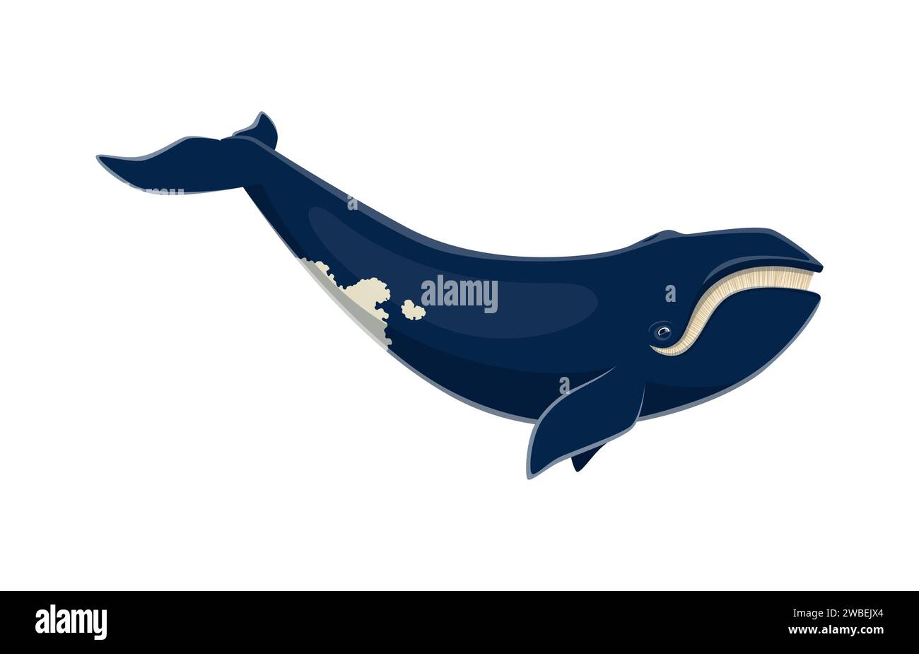 Carattere balena blu. Il più grande animale vettoriale isolato della terra, che vive negli oceani. Maestosa e magnifica creatura marina, conosciuta per le sue immense dimensioni e la caratteristica colorazione blu-grigio Illustrazione Vettoriale