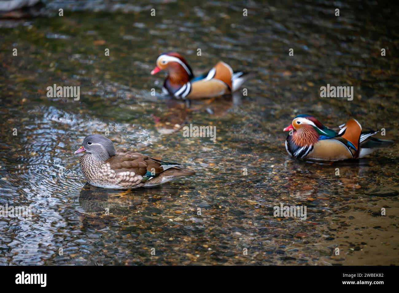 Tre anatre mandarine che nuotano su un lago. Una femmina con due maschi colorati dietro. Anatra mandarina (Aix galericulata) a Kelsey Park, Beckenham, Kent, Regno Unito Foto Stock