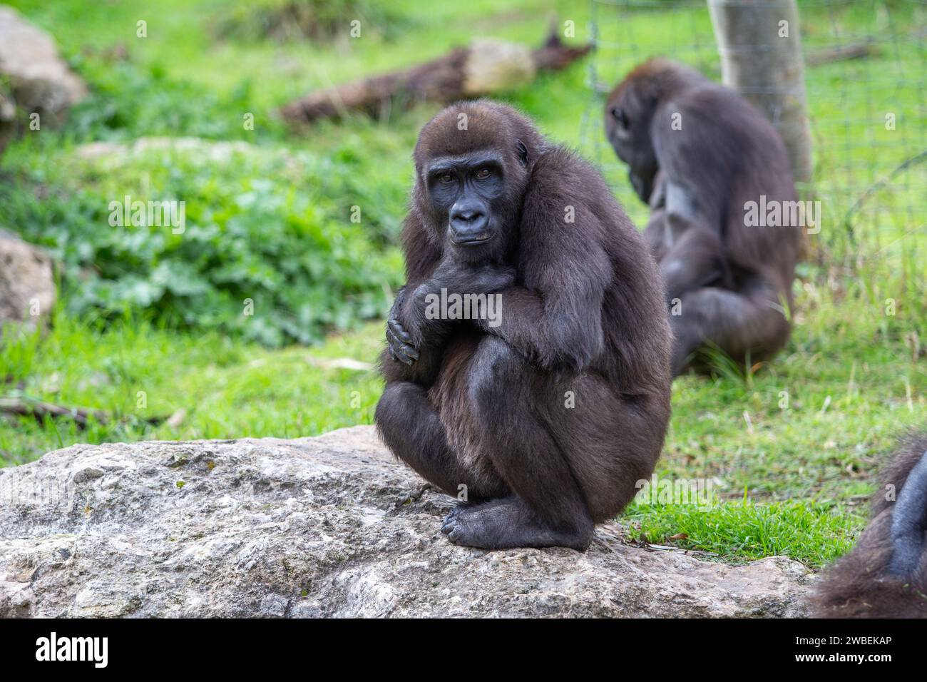 Scimmia Gorilla seduta e pensando allo zoo; bellissimo animale durante il safari Foto Stock
