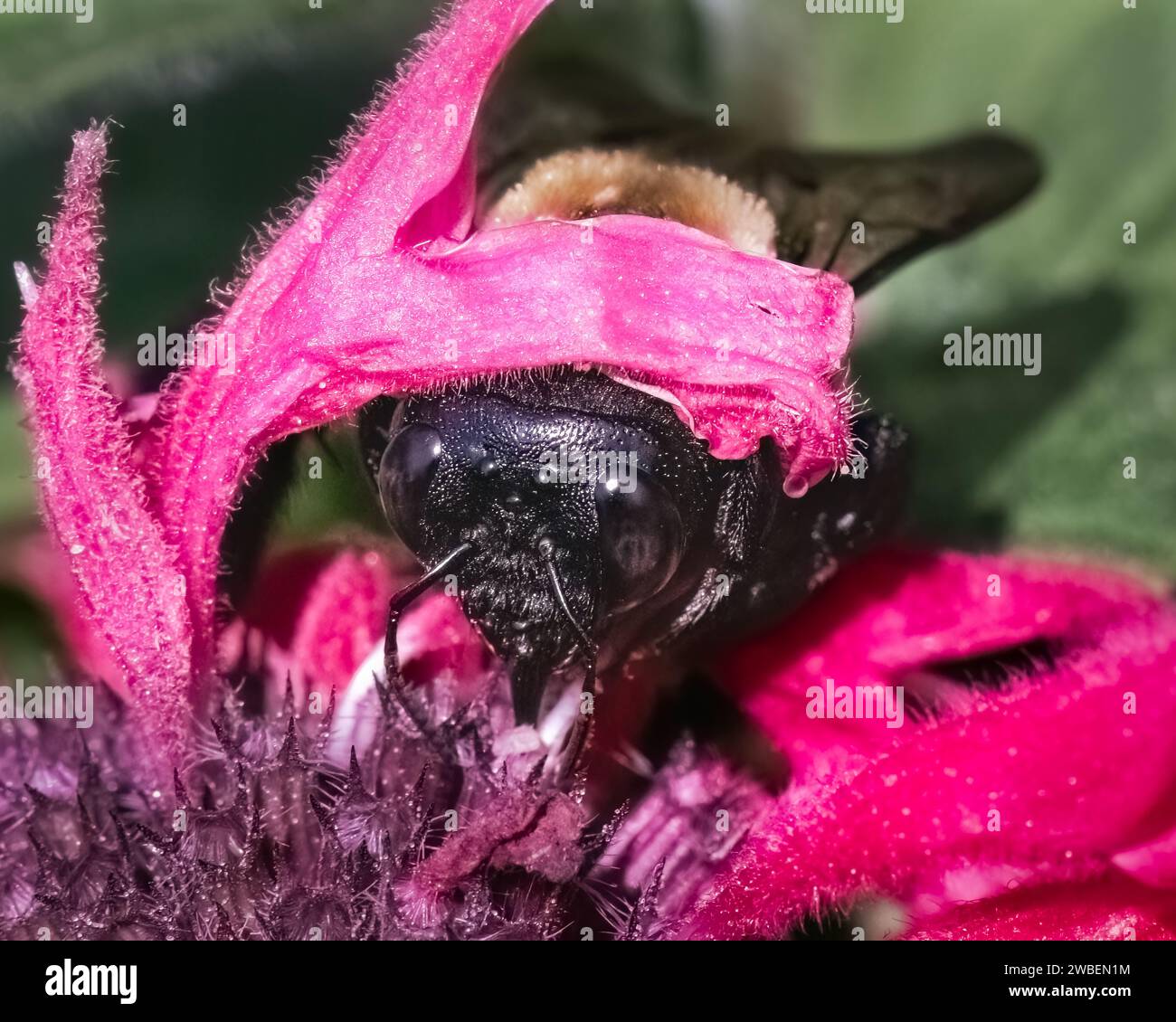 Una grande ape Carpenter orientale (Xylocopa virginica) che si nutre di fiori rosa di Monarda Bee Balm. Long Island, New York, USA Foto Stock