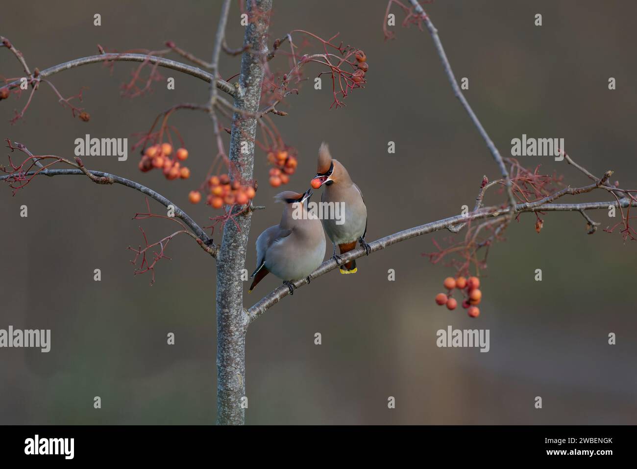 Cera che alimenta un'altra cera su un ramo di un albero di rowen Foto Stock