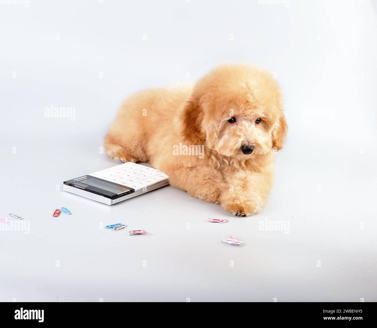 Un cucciolo di barboncino di albicocca si trova accanto a una calcolatrice e a delle graffette sparse Foto Stock