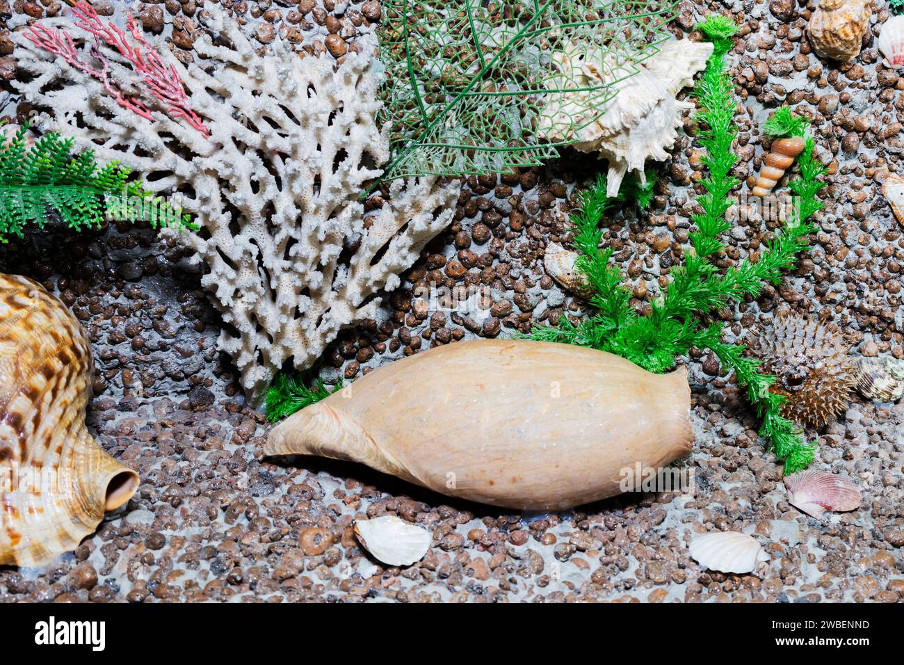 Bellissimi coralli marini esotici, conchiglie e sabbia su sfondo grigio. Foto Stock