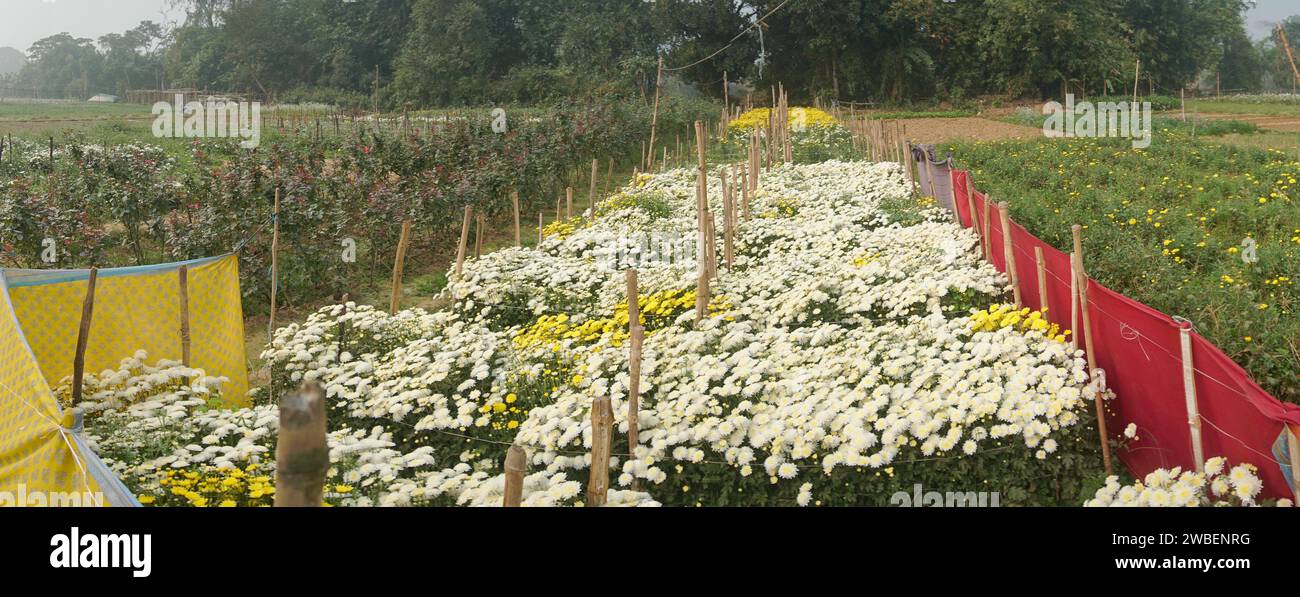 Campo panoramico dei Crisantemi in erba, Chandramalika, Chandramallika, mamme, crisantemi, genere Chrysanthemum, famiglia Asteraceae. Mattina d'inverno. Foto Stock