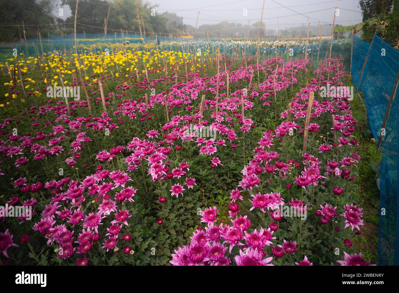 Fiori di Dahlia rosa , piante di Dahlia pinnata cespugliose, tuberose, erbacee perenni raccolte in campo floricolo a Khirai, Bengala Occidentale, India. Foto Stock