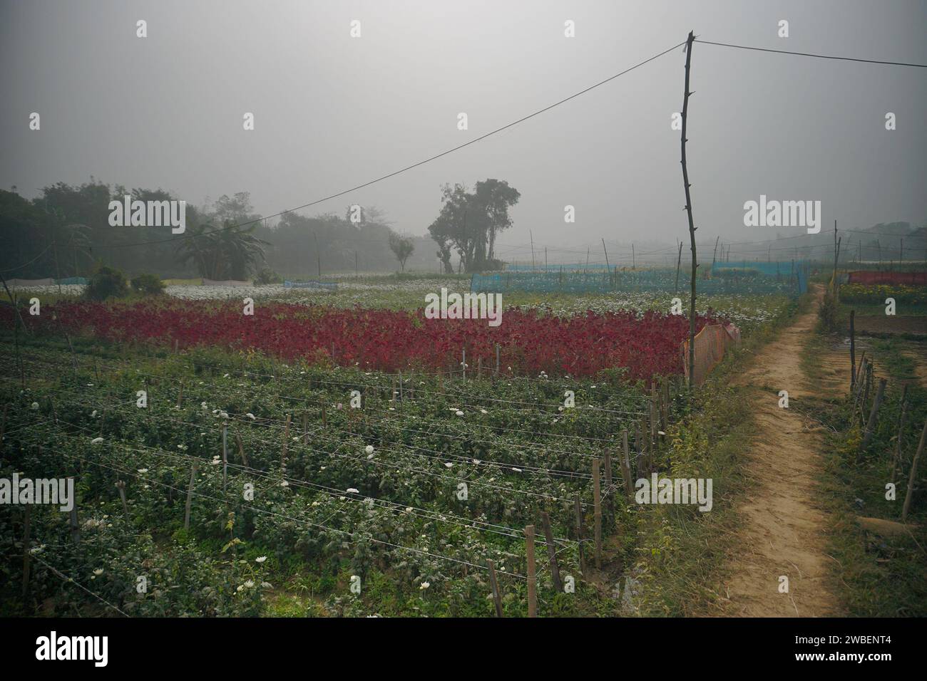 Vasto campo di Crisantemi in erba, Chandramallika e vari altri fiori. Mattina d'inverno nella Valle dei fiori a Khirai, Bengala Occidentale, India. Foto Stock