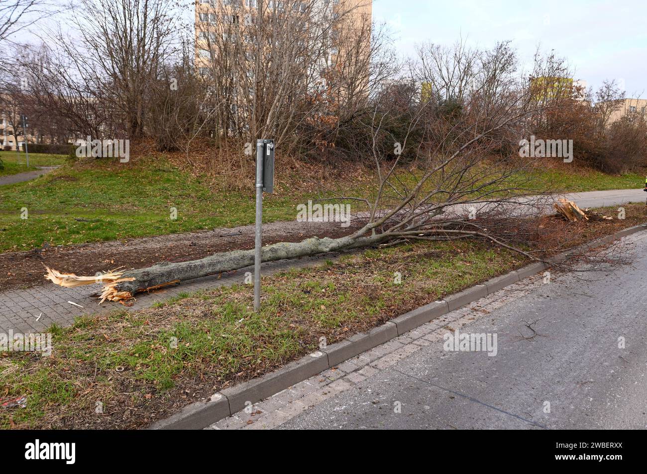 Lipsia - Audi kommt von B87 ab, fällt Baum und kracht in Elektrokasten - ein Schwerverletzter 07.01.2024 gegen 13 Uhr Leipzig, Adenauerallee B87 Zu einem schweren Unfall kam es am Sonntagmittag gegen 13 Uhr auf der Adenauerallee B87 a Lipsia. Nach ersten Angaben der Polizei War der Fahrer eines Audis auf der B87 stadteinwärts unterwegs, als er vermutlich aufgrund zu hoher Geschwindigkeit in einer leichten Linkskurve nach rechts abkam, einen dicken Baum am Straßenrand fällte und anschließend gegen einen Elektrokasten knallte. Der Fahrer wurde schwer verletzt und kam mit dem Rettungsdienst in Foto Stock