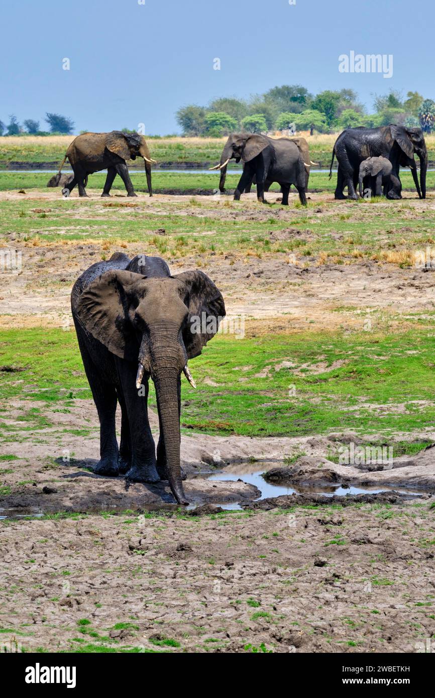 Botswana, North West District, Chobe National Park, elefanti africani selvatici (Loxodonta africana) Foto Stock