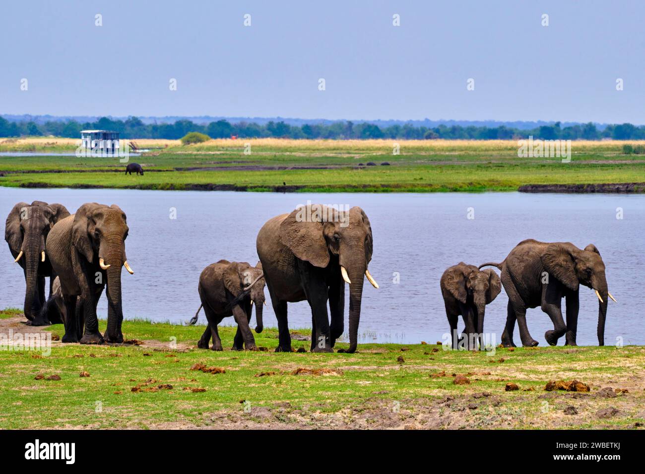 Botswana, North West District, Chobe National Park, elefanti africani selvatici (Loxodonta africana) sulla riva del fiume Kwando Foto Stock
