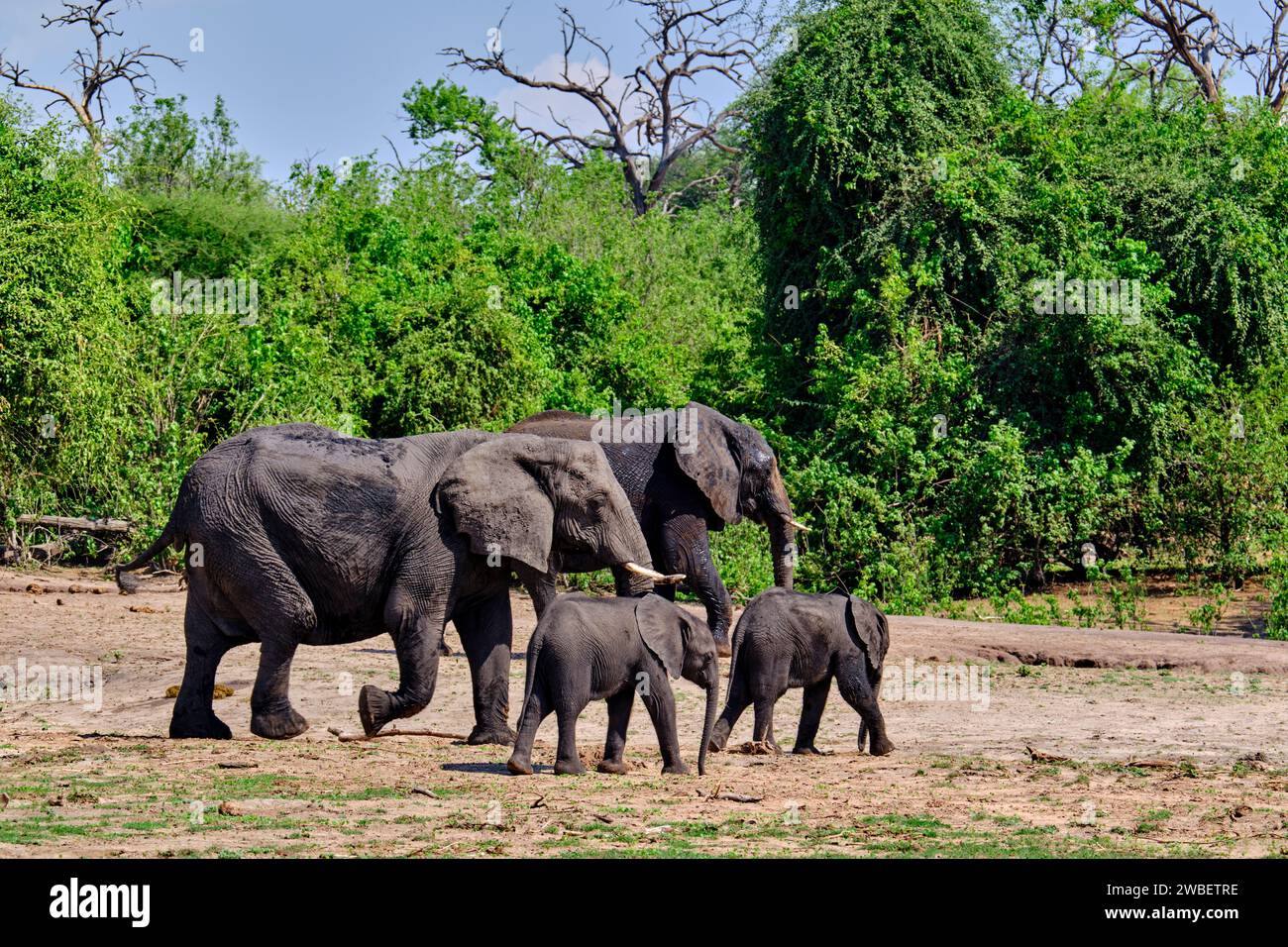 Botswana, North West District, Chobe National Park, elefanti africani selvatici (Loxodonta africana) con elefante bambino Foto Stock