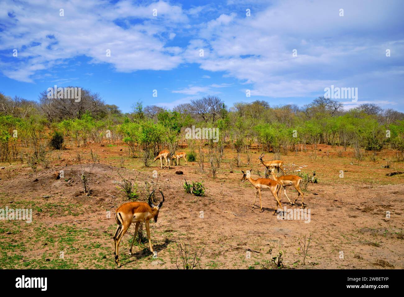 Botswana, North West District, Chobe National Park, impala (Aepyceros melampus) Foto Stock
