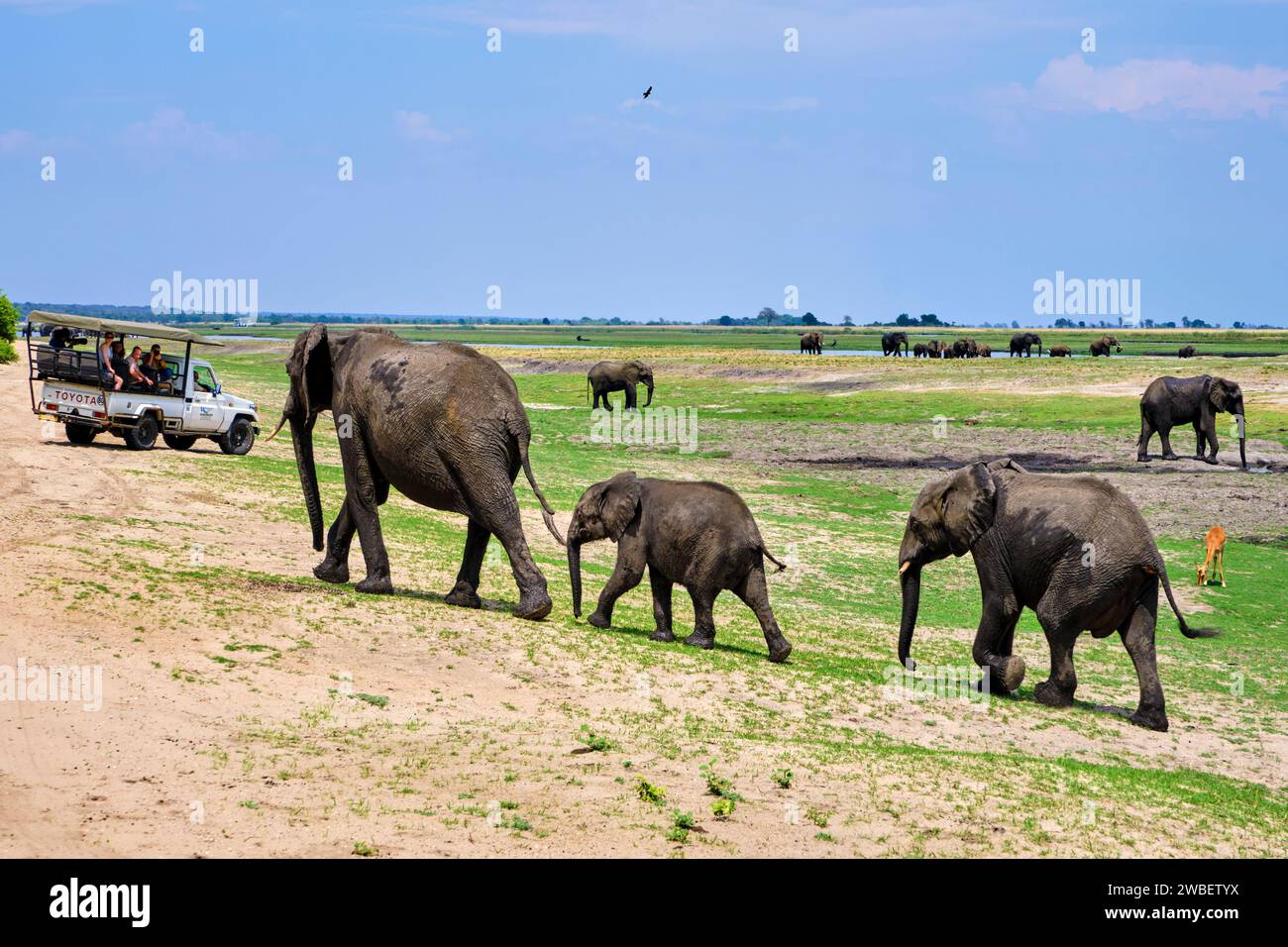 Botswana, Distretto Nord Ovest, Parco Nazionale di Chobe, elefanti africani selvatici (Loxodonta africana), turisti in 4x4 Foto Stock