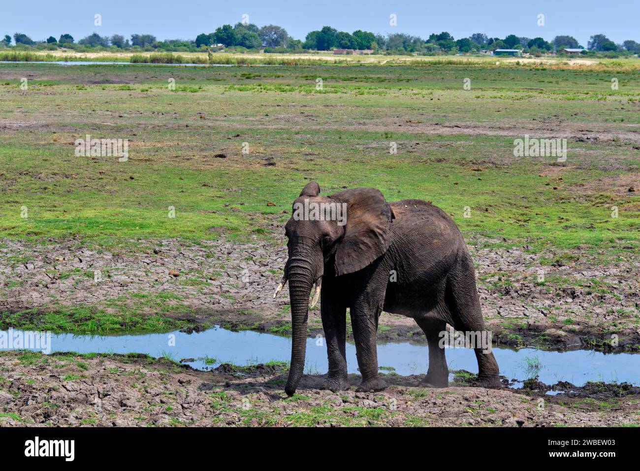 Botswana, North West District, Chobe National Park, elefanti africani selvatici (Loxodonta africana) Foto Stock