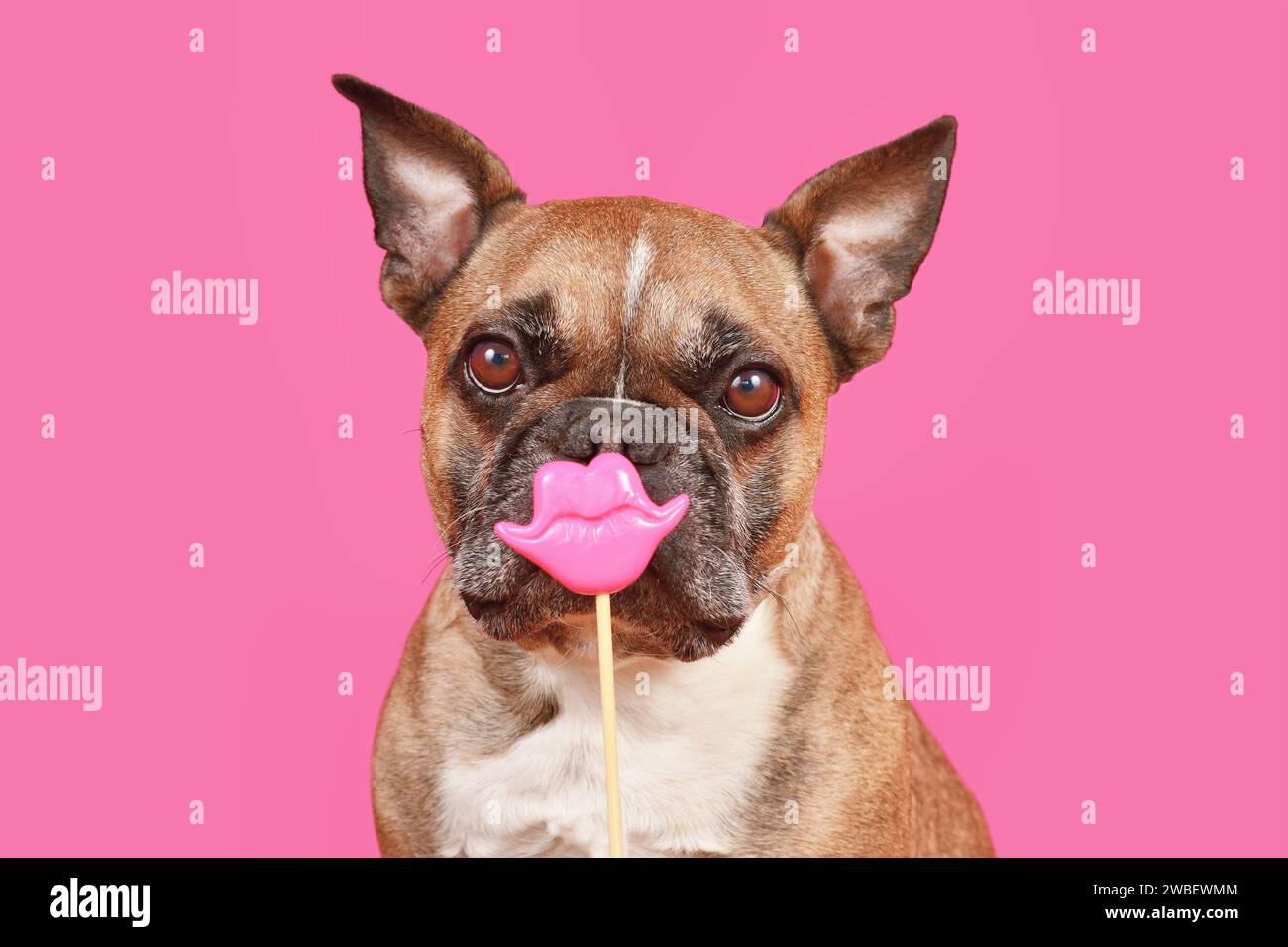 Bulldog dog francese con foto di San Valentino Kiss Lips davanti a sfondo rosa Foto Stock