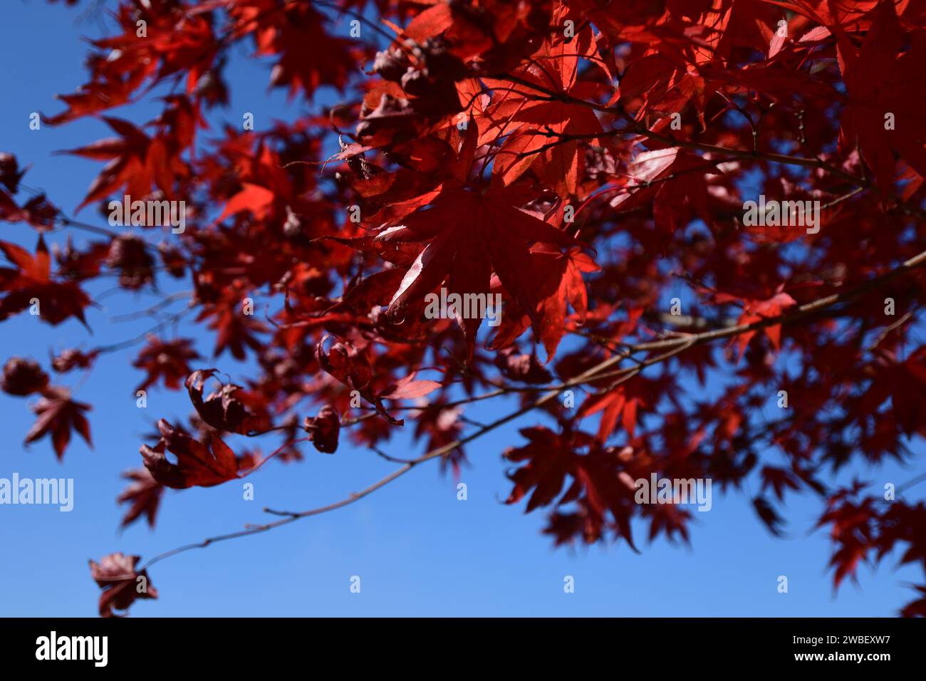 Un'immagine pittoresca di un cielo blu brillante con foglie rosse vibranti sparse nell'aria Foto Stock